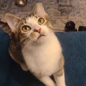 Rescue Domestic Short Hair Cats for Adoption in Columbia, Missouri - Petra | PetCurious