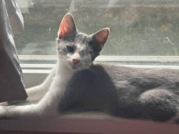 Rescue Domestic Short Hair and Russian Blue Cats for Adoption in West Bloomfield Township, Michigan - Margot | PetCurious