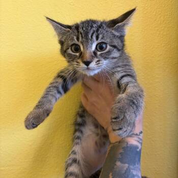 Charlie -  Domestic Short Hair Cat for Adoption in Webster, Texas - Charlie | PetCurious