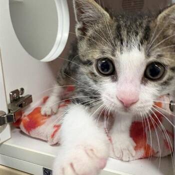 Doug -  Domestic Short Hair Cat for Adoption in Phoenix, Arizona - Doug | PetCurious