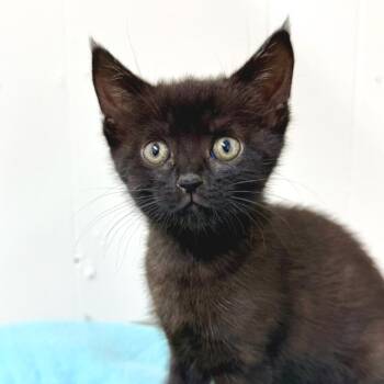 Domestic Short Hair Cats Available for Adoption in Redwood Valley, California - Sage | PetCurious
