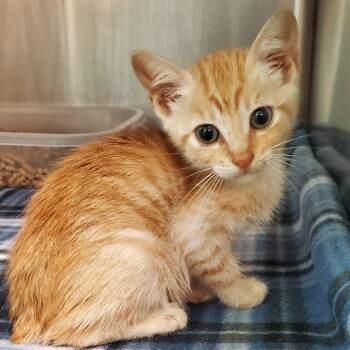 Clementine -  Domestic Short Hair Cat for Adoption in Lake Jackson, Texas - Clementine | PetCurious