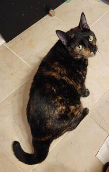 Rescue Domestic Short Hair Cats for Adoption in Safety Harbor, Florida - Dalia | PetCurious