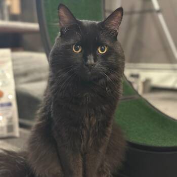 Stellan -  Domestic Medium Hair Cat for Adoption in Wakefield, Massachusetts - Stellan | PetCurious