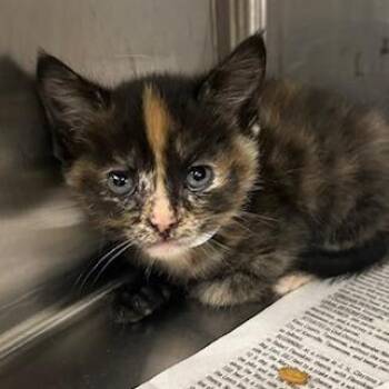 Hannah -  Domestic Short Hair Cat for Adoption in Knoxville, Tennessee - Hannah | PetCurious