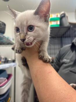 Crayon -  Domestic Short Hair Cat for Adoption in Rock Springs, Wyoming - Crayon | PetCurious
