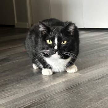 Rescue Domestic Short Hair Cats for Adoption in Flagstaff, Arizona - Salem | PetCurious
