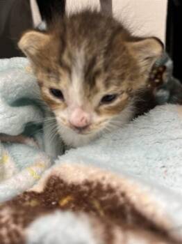 A2478343 -  Domestic Short Hair Cat for Adoption in Fort Lauderdale, Florida - A2478343 | PetCurious