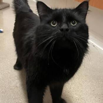 Domestic Medium Hair Cats Available for Adoption - Darth | PetCurious