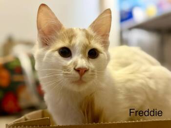 Domestic Short Hair Cats Available for Adoption - Freddie | PetCurious