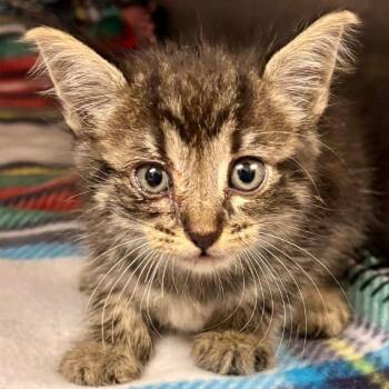 Rubicon -  Domestic Short Hair Cat for Adoption in Austin, Texas - Rubicon | PetCurious