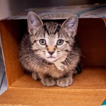 Domestic Short Hair Cats Available for Adoption in Hattiesburg, Mississippi - Iceberg | PetCurious