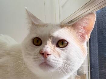 Oliver -  American Shorthair Cat for Adoption in Hull, Massachusetts - Oliver | PetCurious