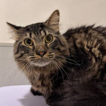 Maine Coon Cats Available for Adoption in Tampa, Florida - Fluffy | PetCurious