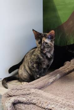 Rescue Domestic Short Hair Cats for Adoption in Winnipeg, Manitoba - Froosan | PetCurious