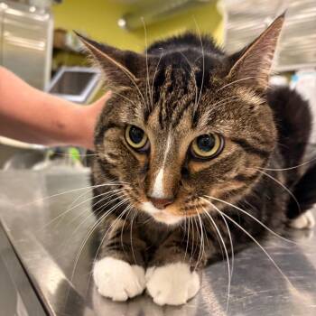 Clyde (Bonded to Bonnie) -  Domestic Short Hair Cat for Adoption in West Des Moines, Iowa - Clyde (Bonded To Bonnie) | PetCurious