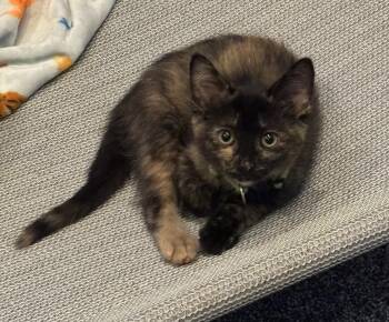 Libby -  Tortoiseshell Cat for Adoption in Macomb, Michigan - Libby | PetCurious
