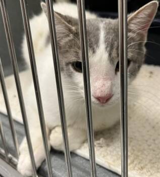 Domestic Short Hair Cats Available for Adoption in Forney, Texas - RODMAN | PetCurious