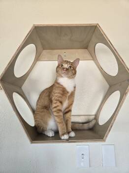Rescue Domestic Short Hair Cats for Adoption in Tucson, Arizona - Strawberry Shortcake Roll | PetCurious