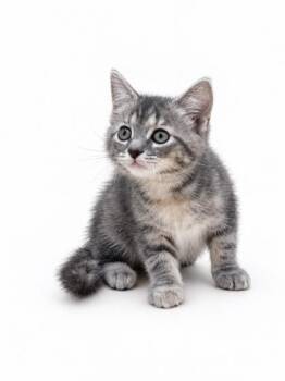 Georgia -  Domestic Short Hair Cat for Adoption in Bowling Green, Kentucky - Georgia | PetCurious