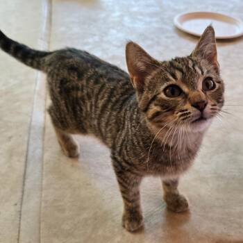 Ronnie -  Domestic Short Hair Cat for Adoption in Watertown, Wisconsin - Ronnie | PetCurious