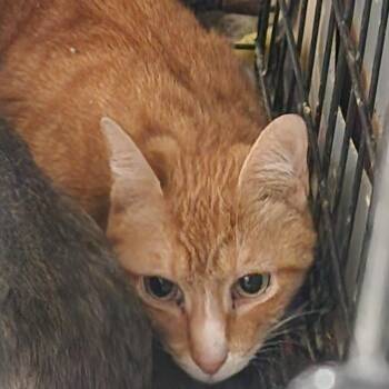 Cody (Tiger) C46555 -  American Bobtail Cat for Adoption in Corsicana, Texas - Cody (Tiger) C46555 | PetCurious