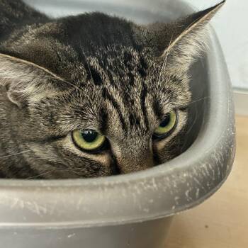 Domestic Short Hair Cats Available for Adoption - Polly | PetCurious