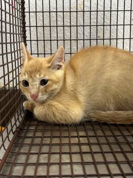 Rescue Domestic Short Hair Cats for Adoption in New Braunfels, Texas - Baby Gronk | PetCurious