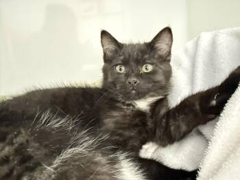 Domestic Short Hair Cats Available for Adoption - Waffles | PetCurious