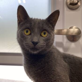 Rescue Domestic Short Hair Cats for Adoption in Puslinch, Ontario - Martha | PetCurious