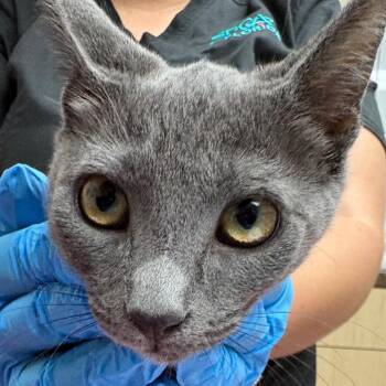 Cuddlebug -  Domestic Short Hair Cat for Adoption in Lakeland, Florida - Cuddlebug | PetCurious