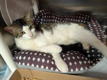 Baby Koda -  Domestic Short Hair Cat for Adoption in Cincinnati, Ohio - Baby Koda | PetCurious