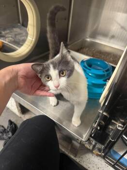 Pebble -  Domestic Short Hair Cat for Adoption in Emerald Isle, North Carolina - Pebble | PetCurious