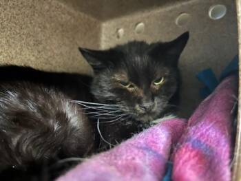 Domestic Short Hair Cats Available for Adoption in Colorado Springs, Colorado - TEDDY | PetCurious