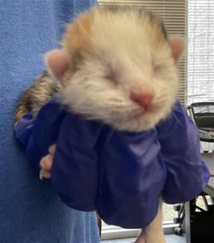 Domestic Short Hair Cats Available for Adoption - LISA | PetCurious