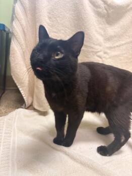 One eye Willy -  Domestic Short Hair Cat for Adoption in Warren, Pennsylvania - One Eye Willy | PetCurious
