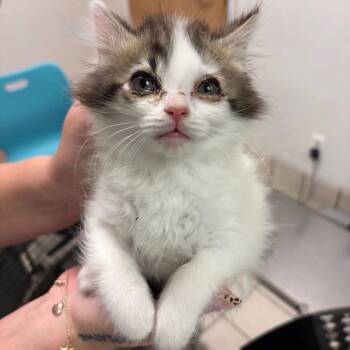 Baaaaaa -  Domestic Medium Hair Cat Available for Adoption in Charleston, West Virginia - Baaaaaa | PetCurious