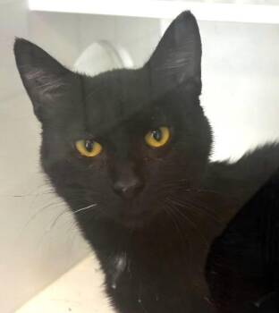 Lux -  Domestic Short Hair Cat for Adoption in Greenfield, Indiana - Lux | PetCurious