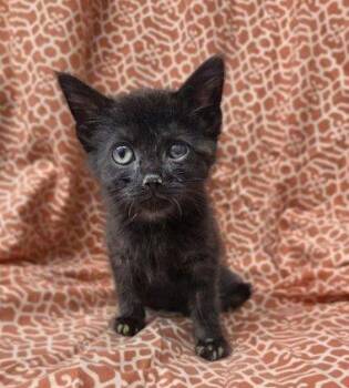 Rolfe -  Domestic Medium Hair Cat for Adoption in Raleigh, North Carolina - Rolfe | PetCurious