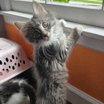 Nesta -  Domestic Medium Hair Cat for Adoption in Kansas City, Missouri - Nesta | PetCurious