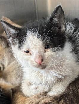 Domestic Short Hair Cats Available for Adoption in Hartsville, South Carolina - Willow | PetCurious