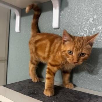 The Great Catsby -  Tabby Cat for Adoption in Hutchinson, Minnesota - The Great Catsby | PetCurious