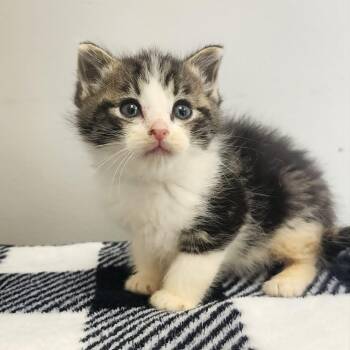 Georgia -  Domestic Short Hair Cat Available for Adoption in Toledo, Ohio - Georgia | PetCurious