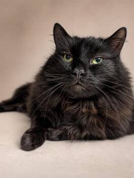 RAVEN -  Domestic Medium Hair Cat for Adoption in Westminster, Maryland - RAVEN | PetCurious