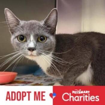 Mya -  Domestic Short Hair Cat for Adoption in Falls Church, Virginia - Mya | PetCurious