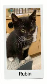 Rubin -  Domestic Short Hair Cat for Adoption in Caistor Centre, Ontario - Rubin | PetCurious