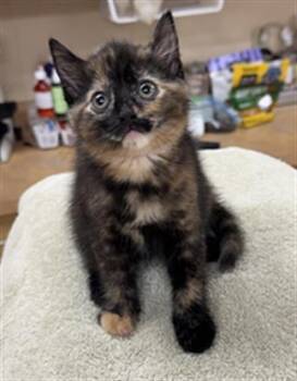 SERENITY -  Domestic Short Hair Cat for Adoption in Aliquippa, Pennsylvania - SERENITY | PetCurious