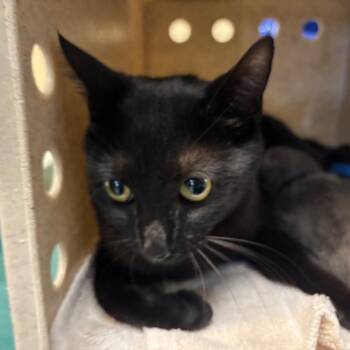 Domestic Short Hair Cats Available for Adoption in Pasadena, California - Cherry Cola | PetCurious