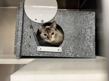 JOLLEY -  Domestic Short Hair Cat for Adoption in Colorado Springs, Colorado - JOLLEY | PetCurious