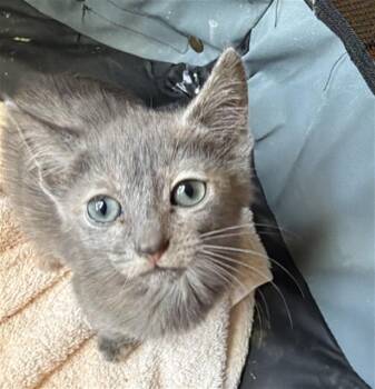 ROSITA -  Domestic Short Hair Cat for Adoption in Dallas, Texas - ROSITA | PetCurious